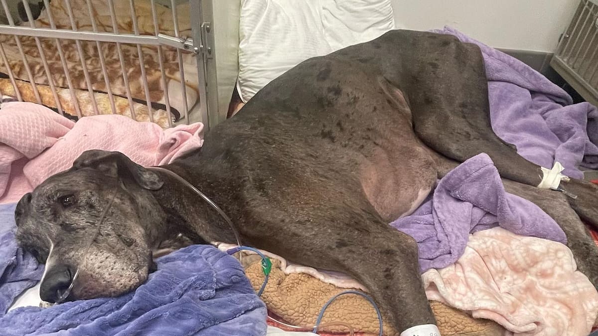 Record Guinness: le plus grand chien du monde meurt du cancer | JDM
