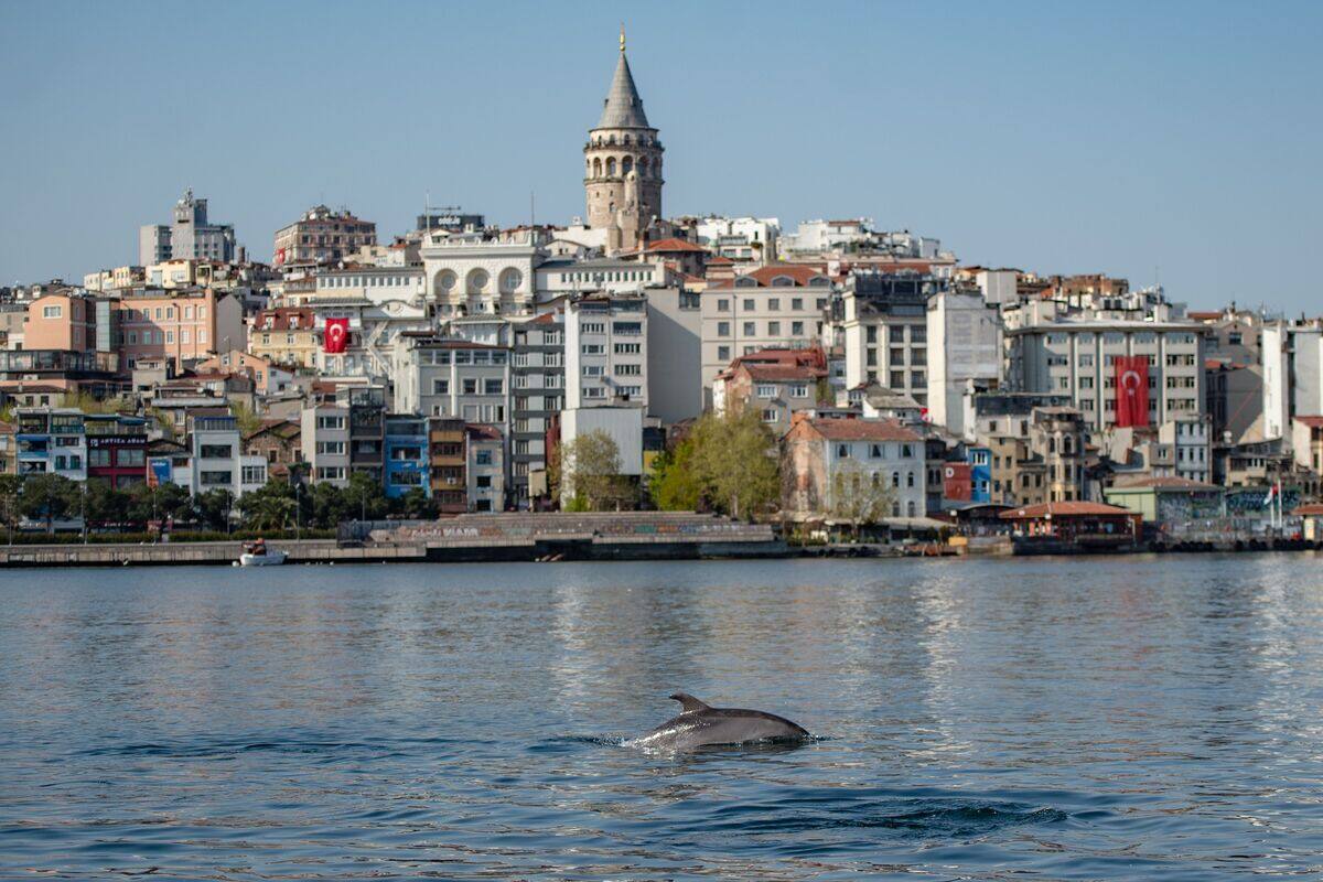 Plus d'une vingtaine de dauphins retrouv&eacute;s morts sur une plage d'Istanbul