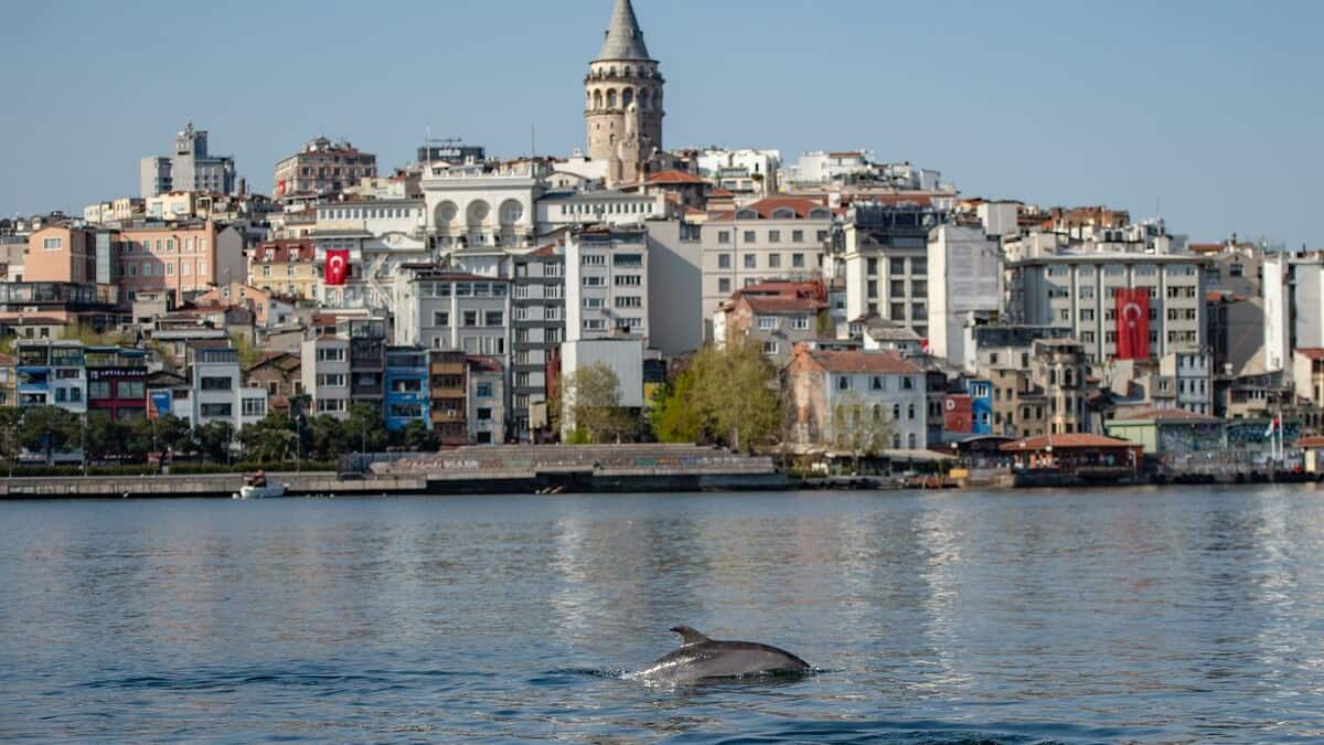 Plus d'une vingtaine de dauphins retrouvés morts sur une plage d'Istanbul