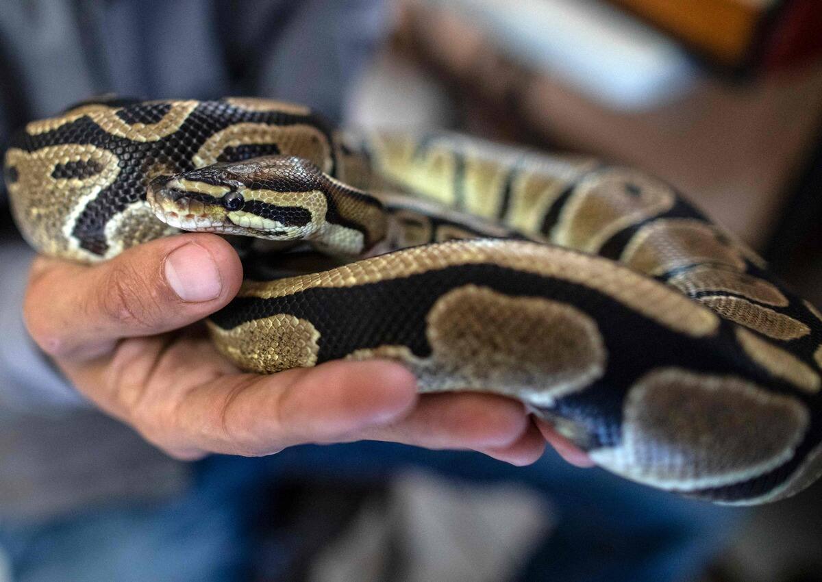 Espèce protégée: il déménage avec un python royal dans ses cartons | JDM