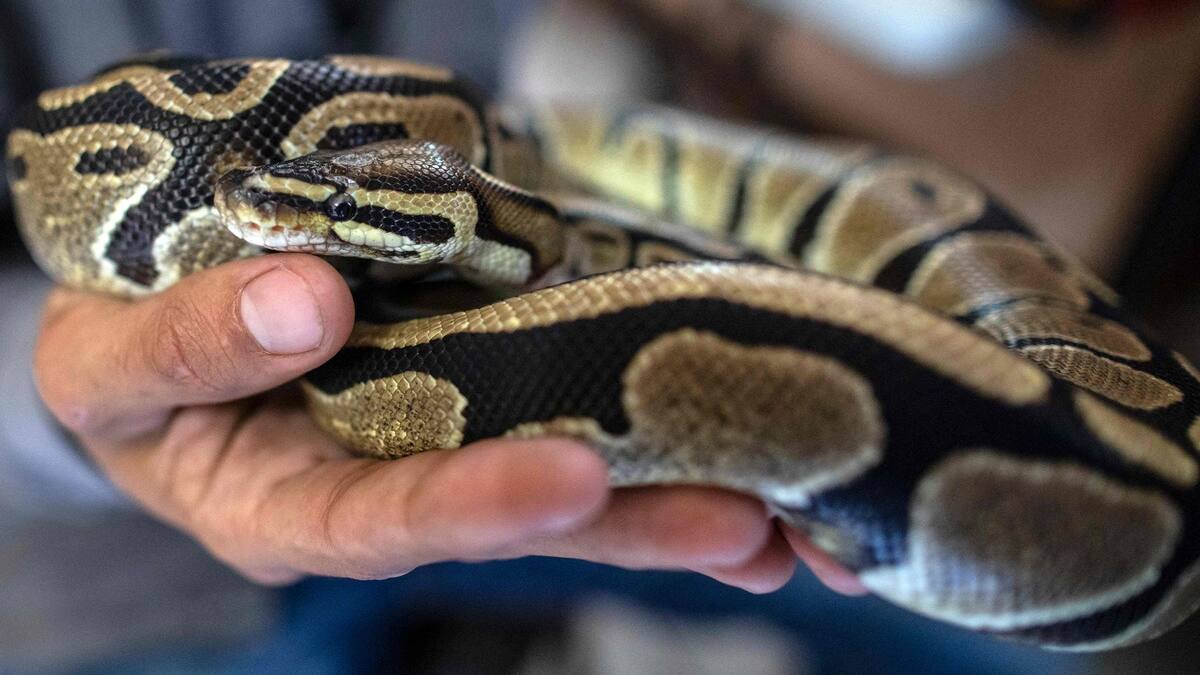 Espèce protégée: il déménage avec un python royal dans ses cartons | JDM