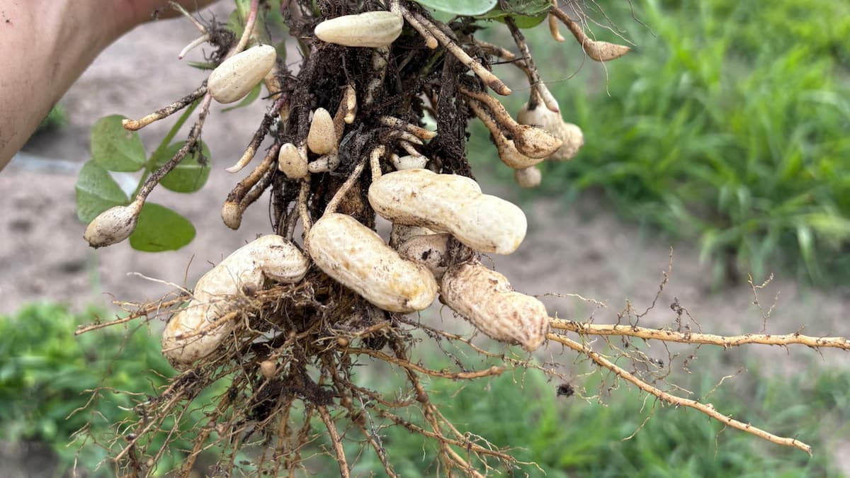 Cet agriculteur se lance dans la première production commerciale d’arachides québécoises