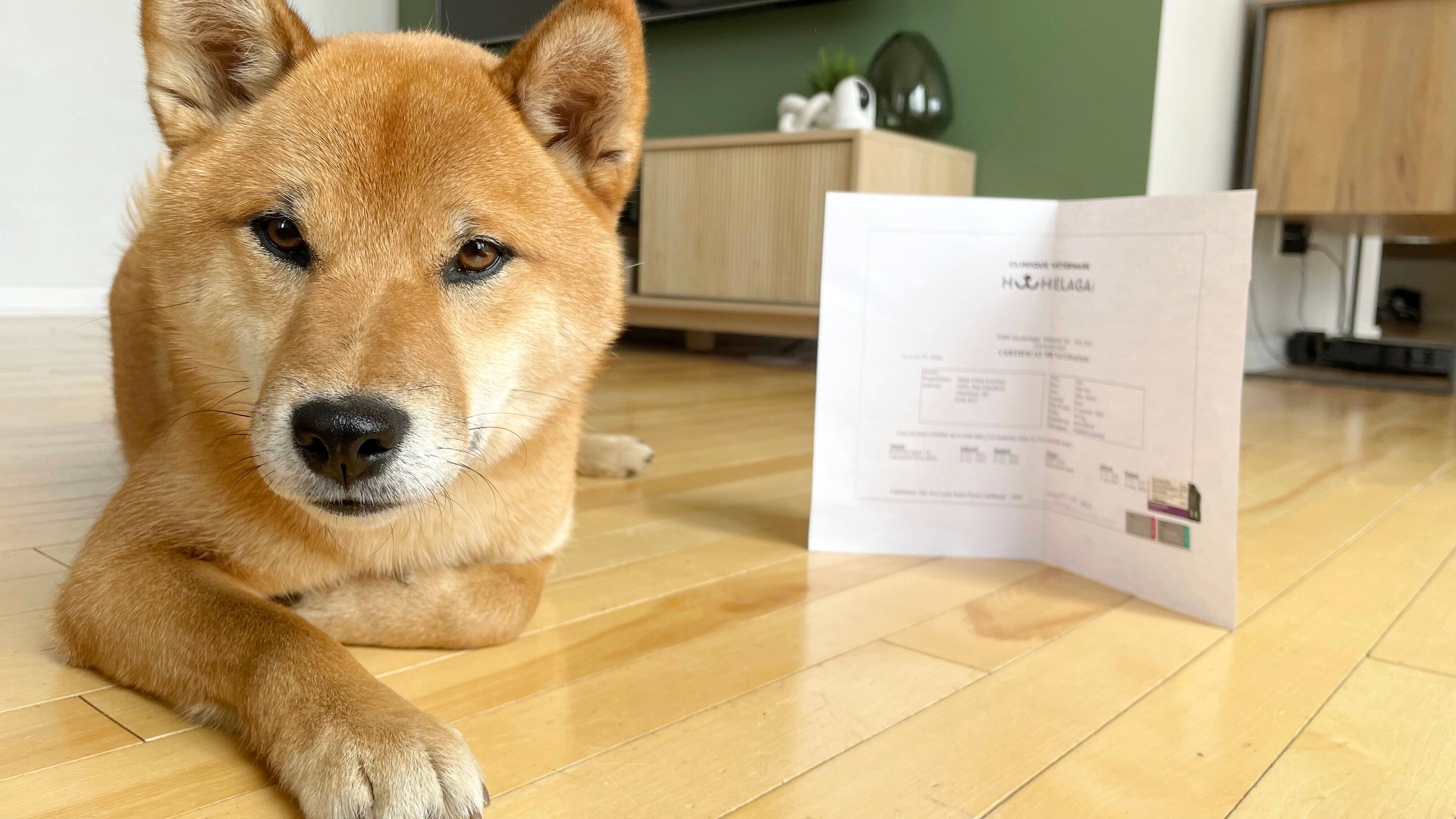 Vaccin contre la rage et micropuce: de nouvelles r&egrave;gles plus s&eacute;v&egrave;res d&egrave;s cet &eacute;t&eacute; pour voyager aux &Eacute;tats-Unis avec son chien