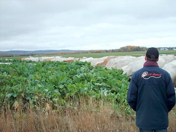 Des plantations de choux et des pâturages pour les bovins s’étendaient sur des terres agricoles d’Abitibi où sont maintenant plantés des saules de l’entreprise Ramo.