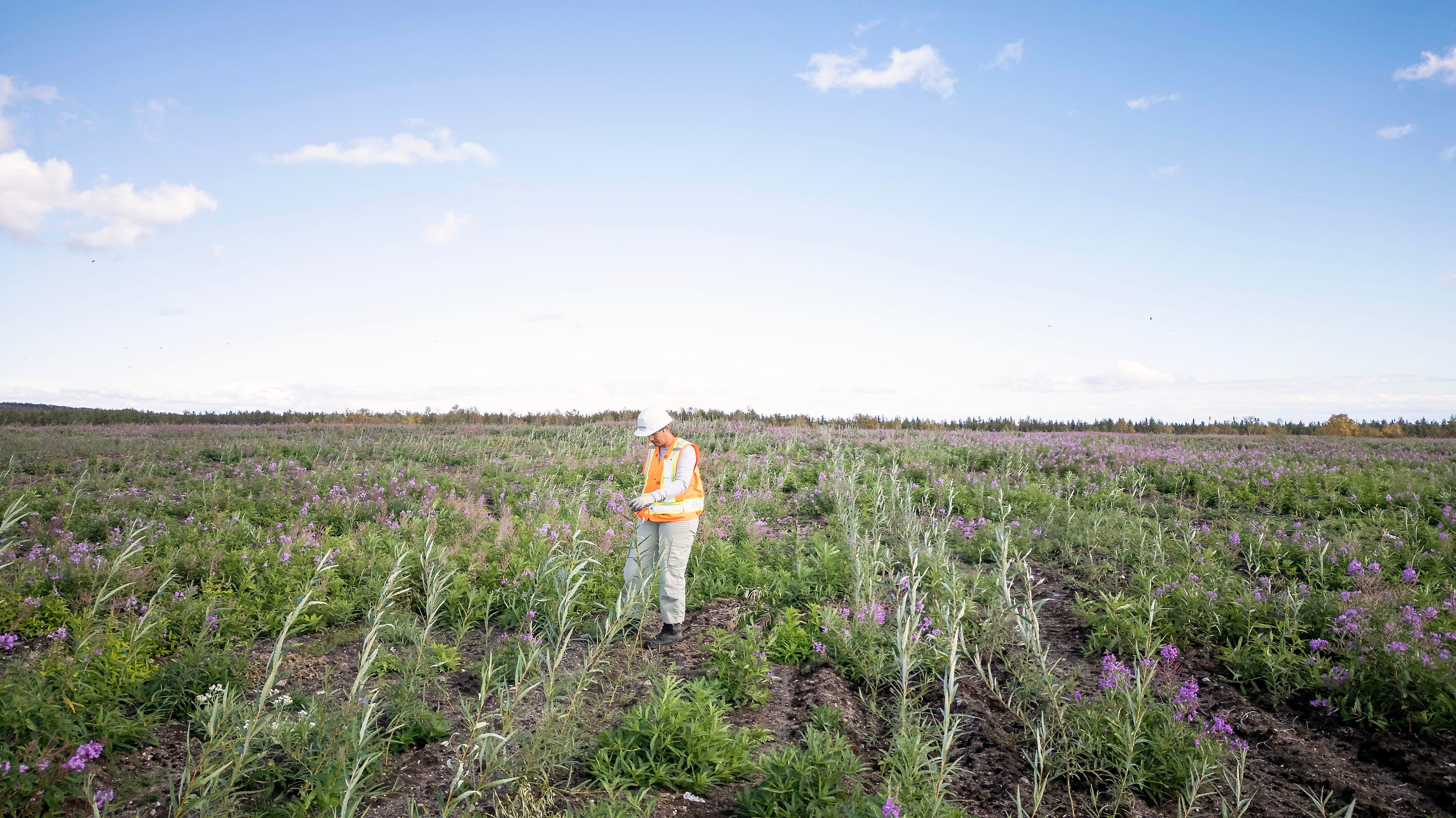 Saules nouvellement plantés par la compagnie Ramo à Sept-Îles, où l’entreprise plante ses arbres pour dépolluer les sols et les eaux de l’ancien dépotoir municipal.
