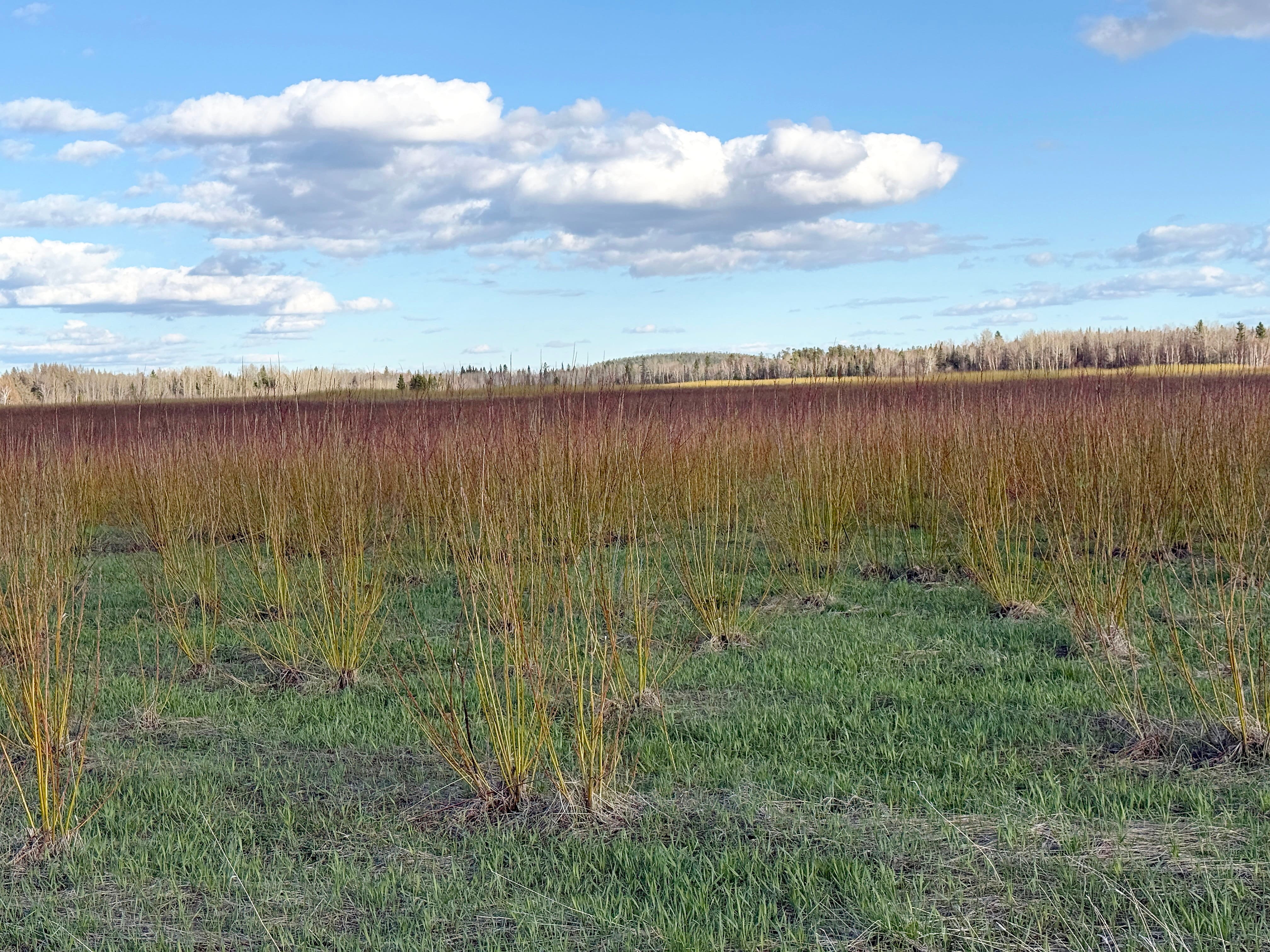 Plantation de saules de la compagnie Ramo en Abitibi.