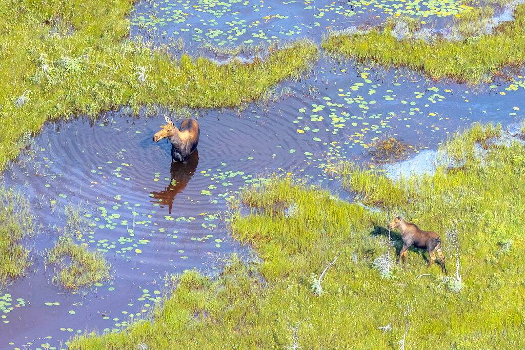 Les milieux humides servent d'habitat à de nombreuses espèces, comme ces orignaux. Ils disparaissent nénamoins trois fois plus vite que les forêts, à cause notamment de l’agriculture industrielle et du remblayage lié au développement urbain.