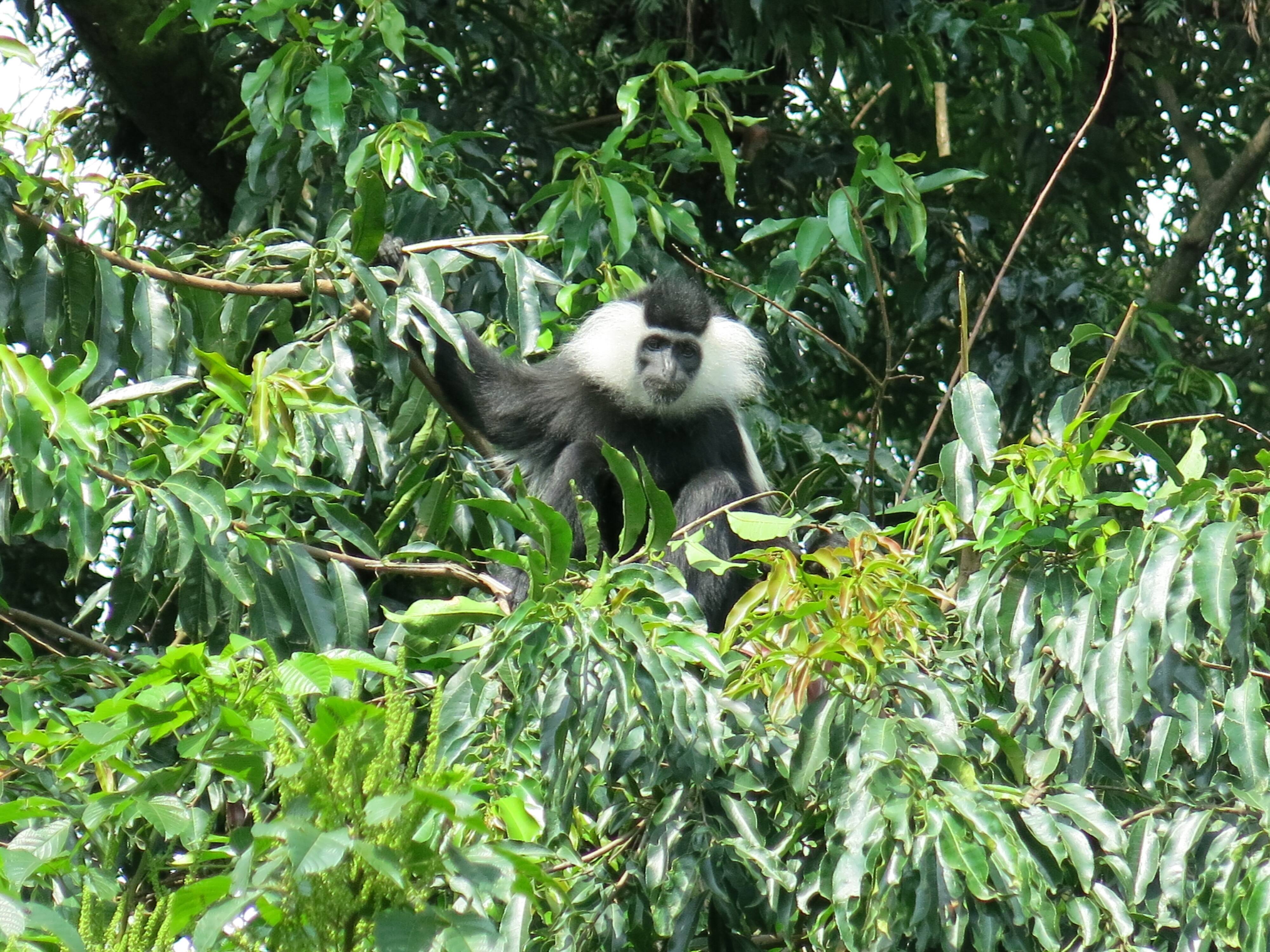 Deux singes accus&eacute;s d&rsquo;avoir tu&eacute; des centaines de chiens captur&eacute;s