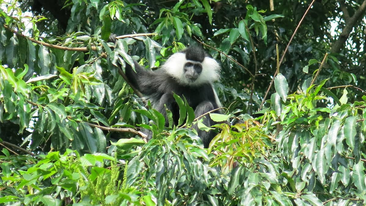 Deux singes accusés d’avoir tué des centaines de chiens capturés