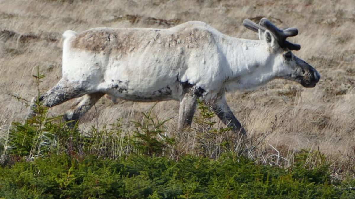 Décret d’urgence fédéral sur le caribou forestier: Québec s’insurge contre Guilbeault