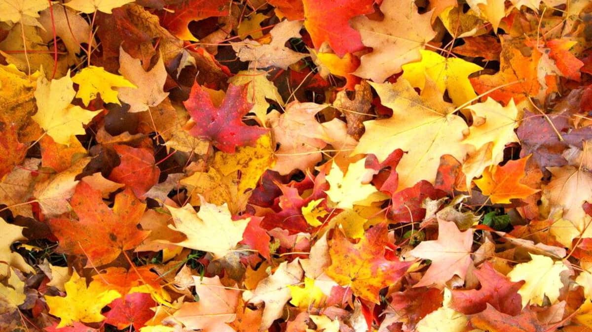 Les feuilles mortes, une ressource très précieuse