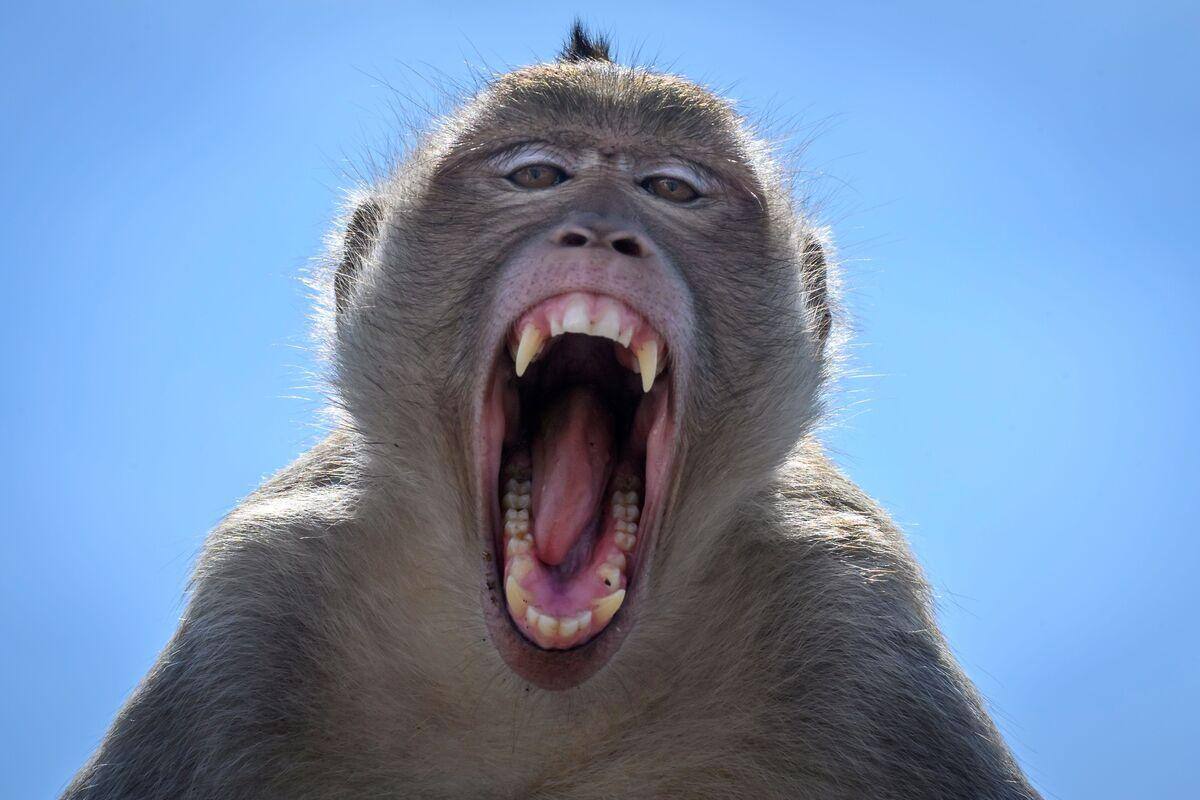 Un quartier terrorisé par un singe de compagnie TVA