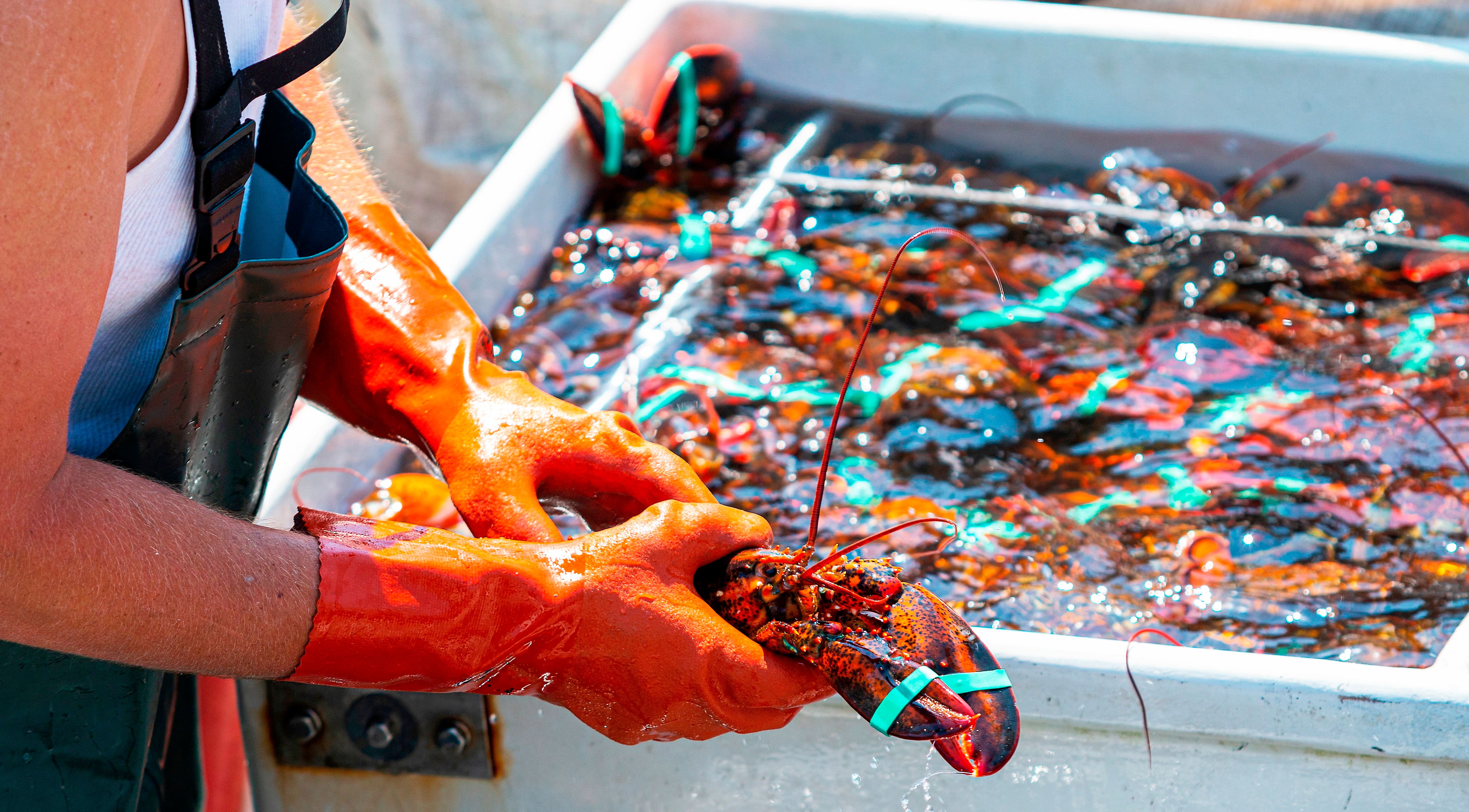 Voici quand la saison du homard débute au Québec