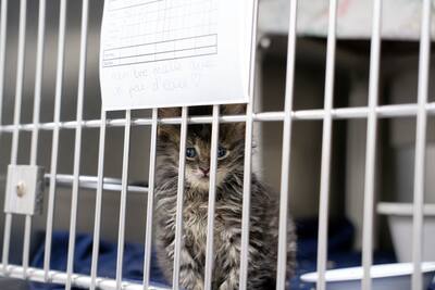 animales salvajes abandonados