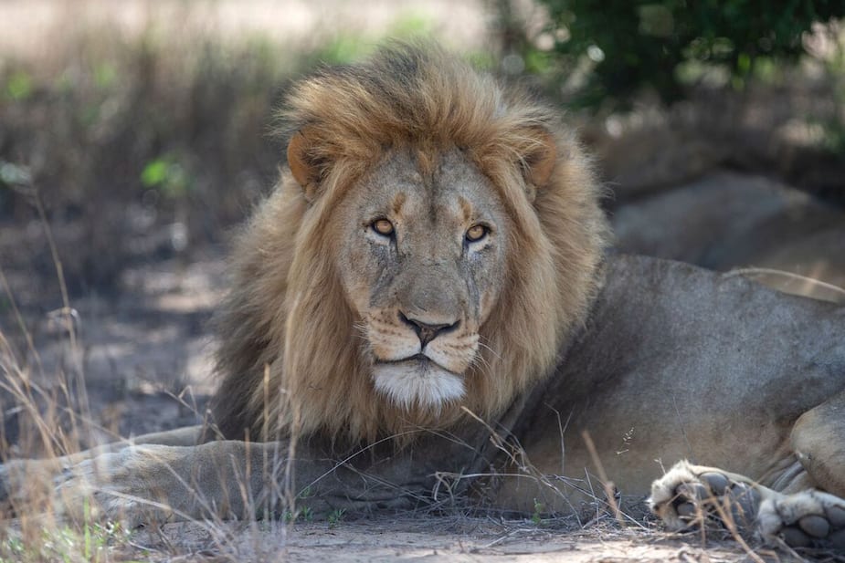 Image principale de l'article Un lion tue un homme entré dans son enclos