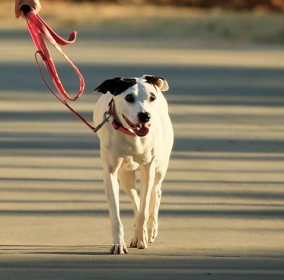 Image principale de l'article Les chiens bientôt autorisés dans les parcs