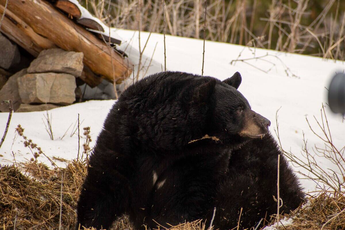 L&rsquo;arriv&eacute;e du printemps annonc&eacute;e par Genie, une femelle ours noir