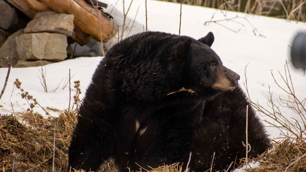 L’arrivée du printemps annoncée par Genie, une femelle ours noir
