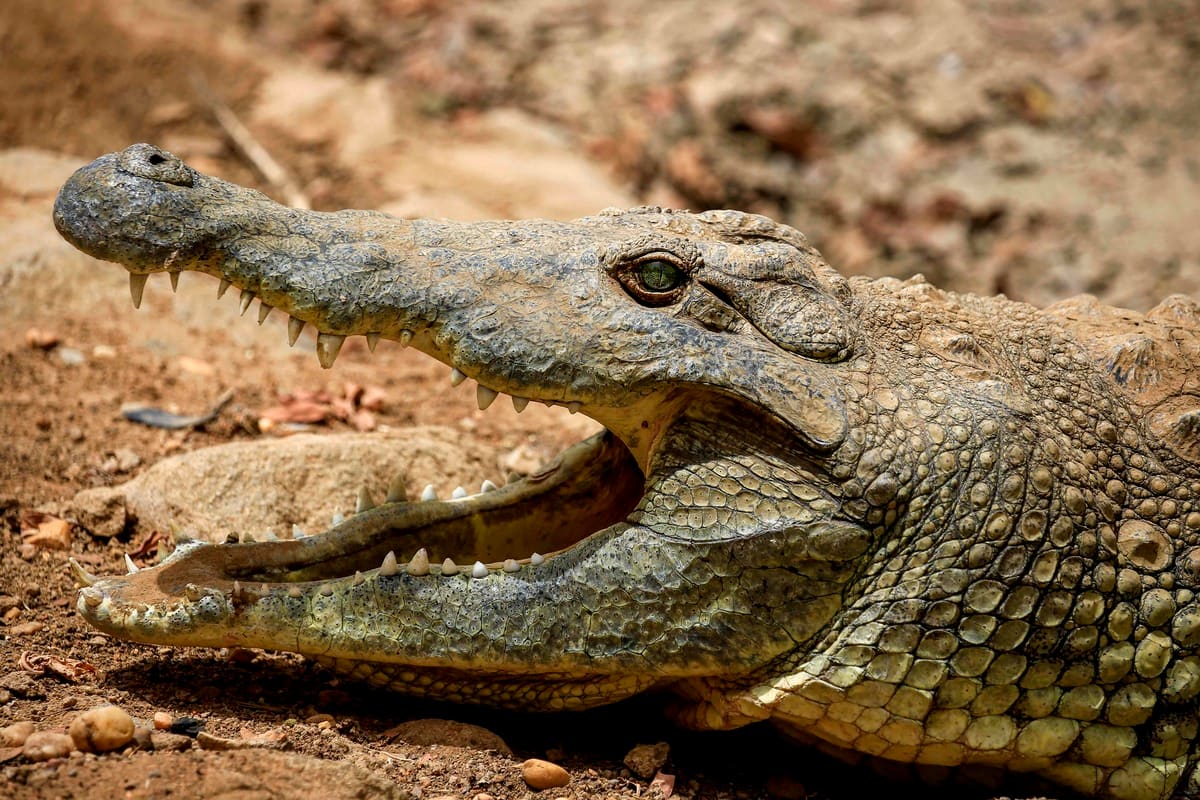 Un ado tu&eacute; par un crocodile