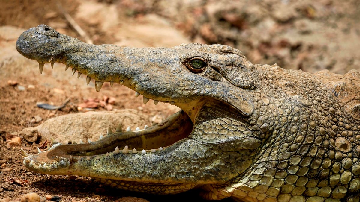 Un ado tué par un crocodile