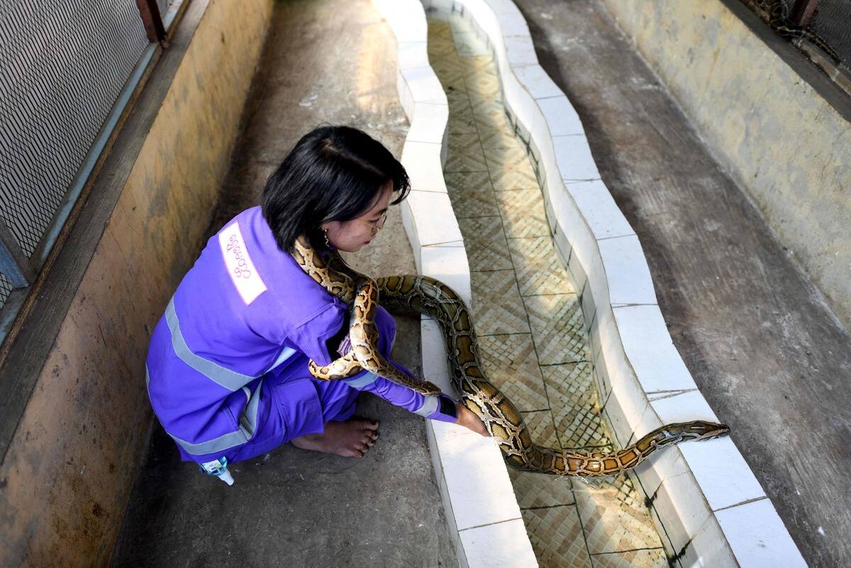 Un python dans votre maison? Appelez la «princesse des serpents» | JDQ