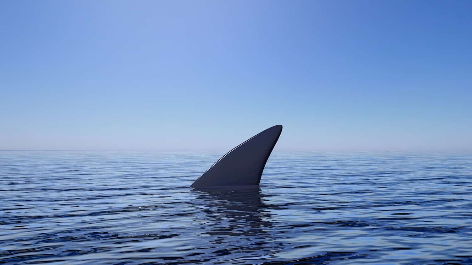 Une nageuse dans un état critique après avoir été mordue par un requin ...