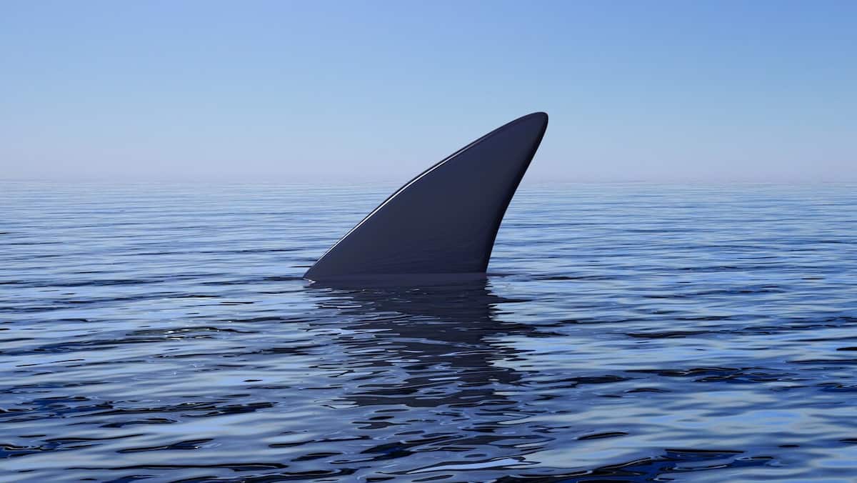 Swimmer in critical condition after being bitten by shark in Australia Swimmer in critical condition after being bitten by shark in Australia