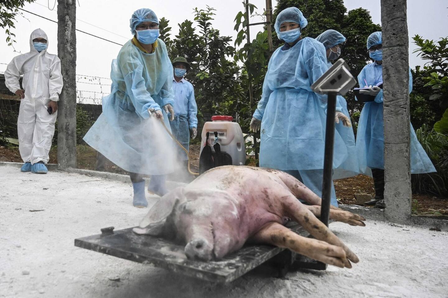 Le Vietnam annonce avoir mis au point un vaccin contre la peste porcine africaine, une première mondiale Le Vietnam annonce avoir mis au point un vaccin contre la peste porcine africaine, une première mondiale