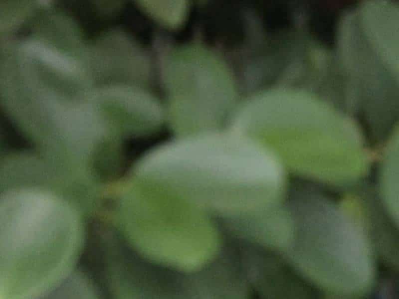 Le Canada , la nouvelle obsession de Donald Trump après le Groenland