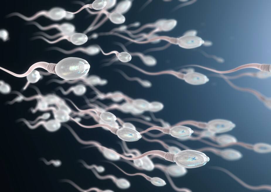 Image principale de l'article Déclin mondial de spermatozoïdes, selon une étude