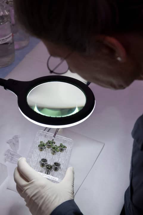 Los científicos han plantado plantas en el suelo de la luna.