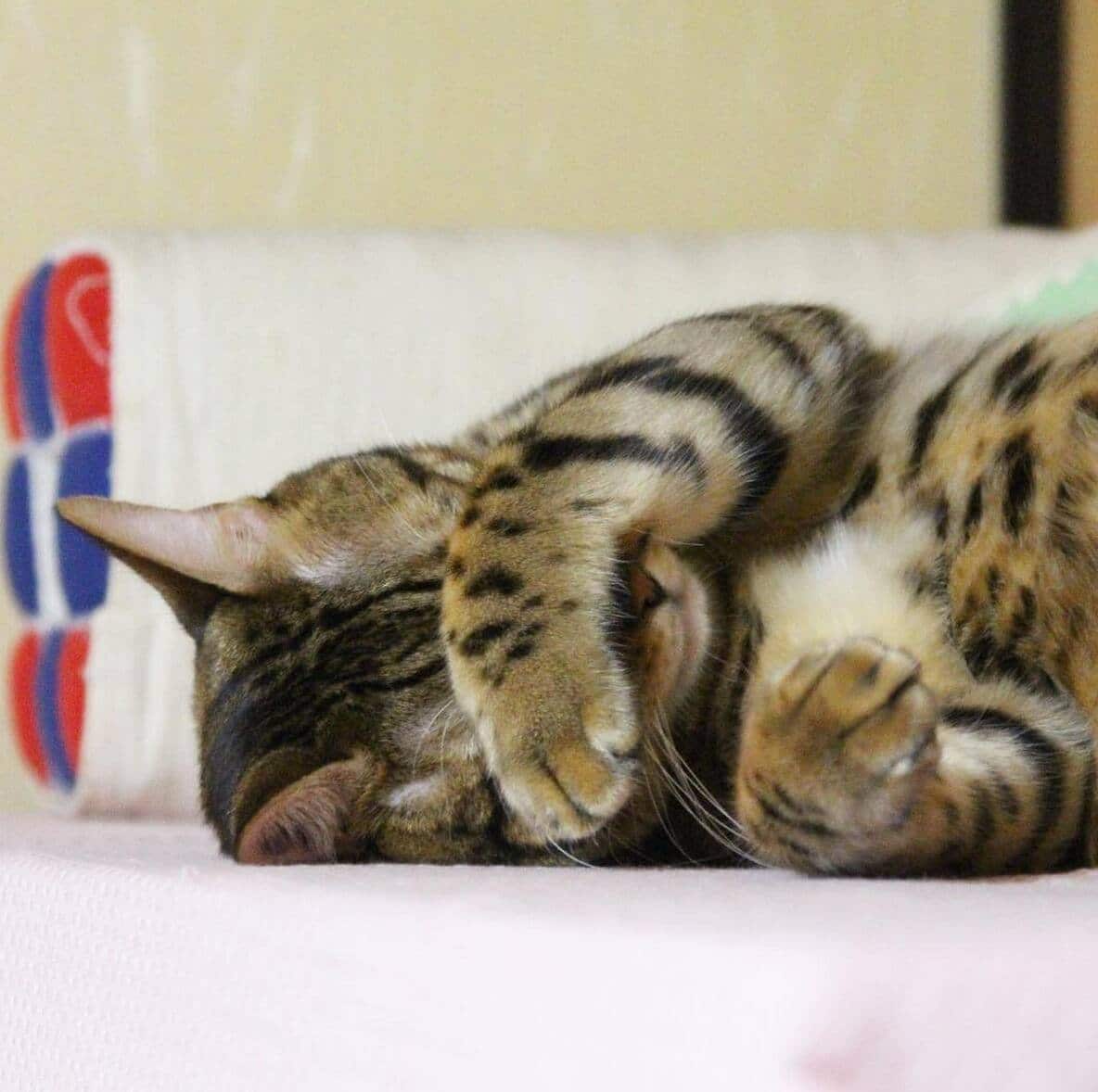 12 Trucs Efficaces Pour Empecher Votre Chat D Uriner En Dehors De Sa Litiere Le Sac De Chips