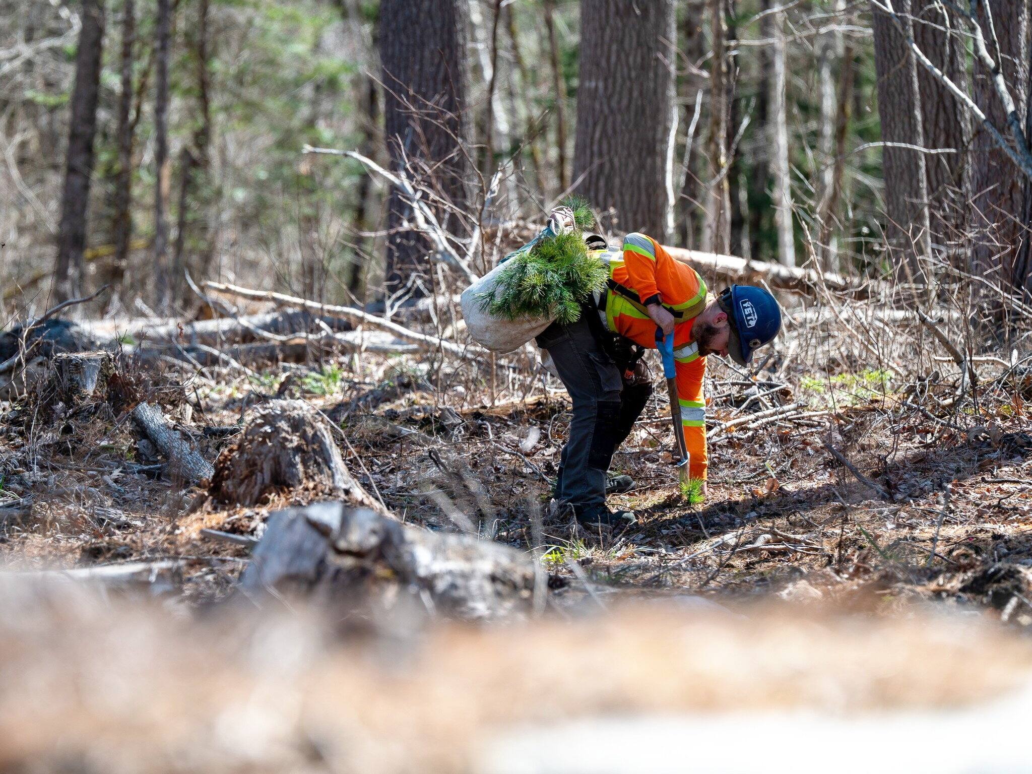 Planter des arbres, pas une solution magique pour le climat