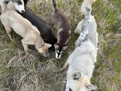 Stray dogs roam very close to settlements in Puvirniduk in the far north.