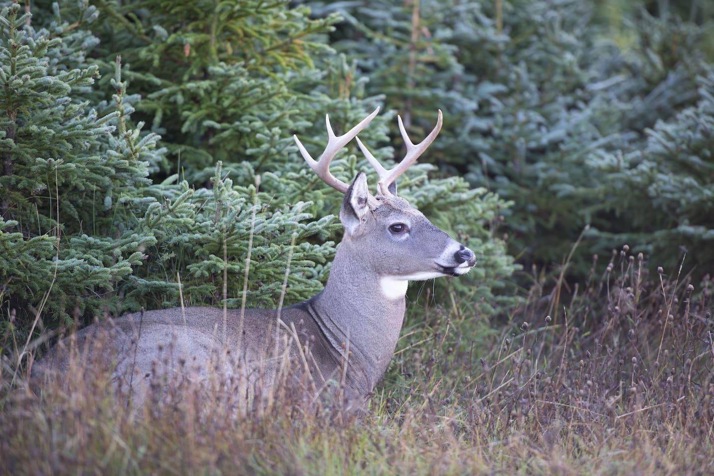 De nouvelles périodes de chasse au cerf autorisées avec des calibres spécifiques