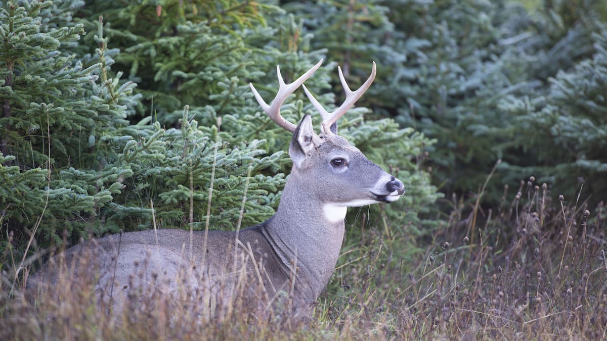 Une courte saison au chevreuil avec des armes particulières