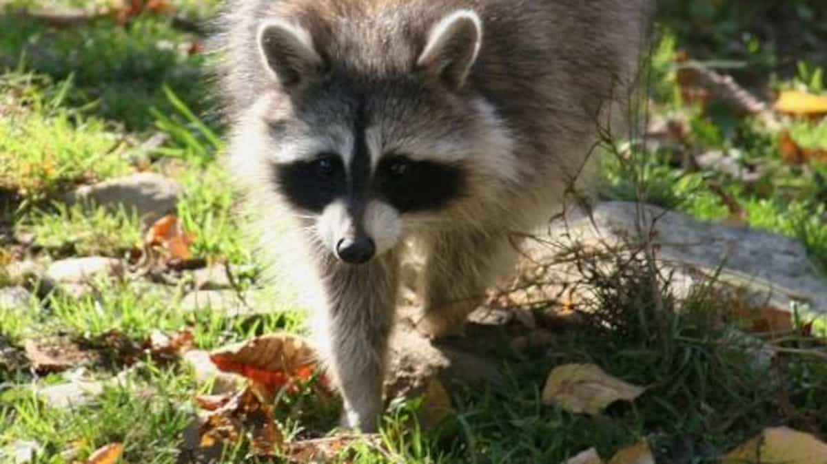 Raccoon rabies: the process of vaccinating animals in Estrie