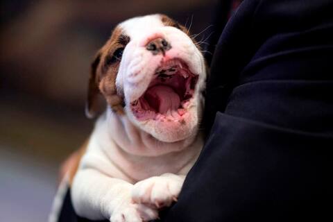 The English Bulldog is mouth watering for its success