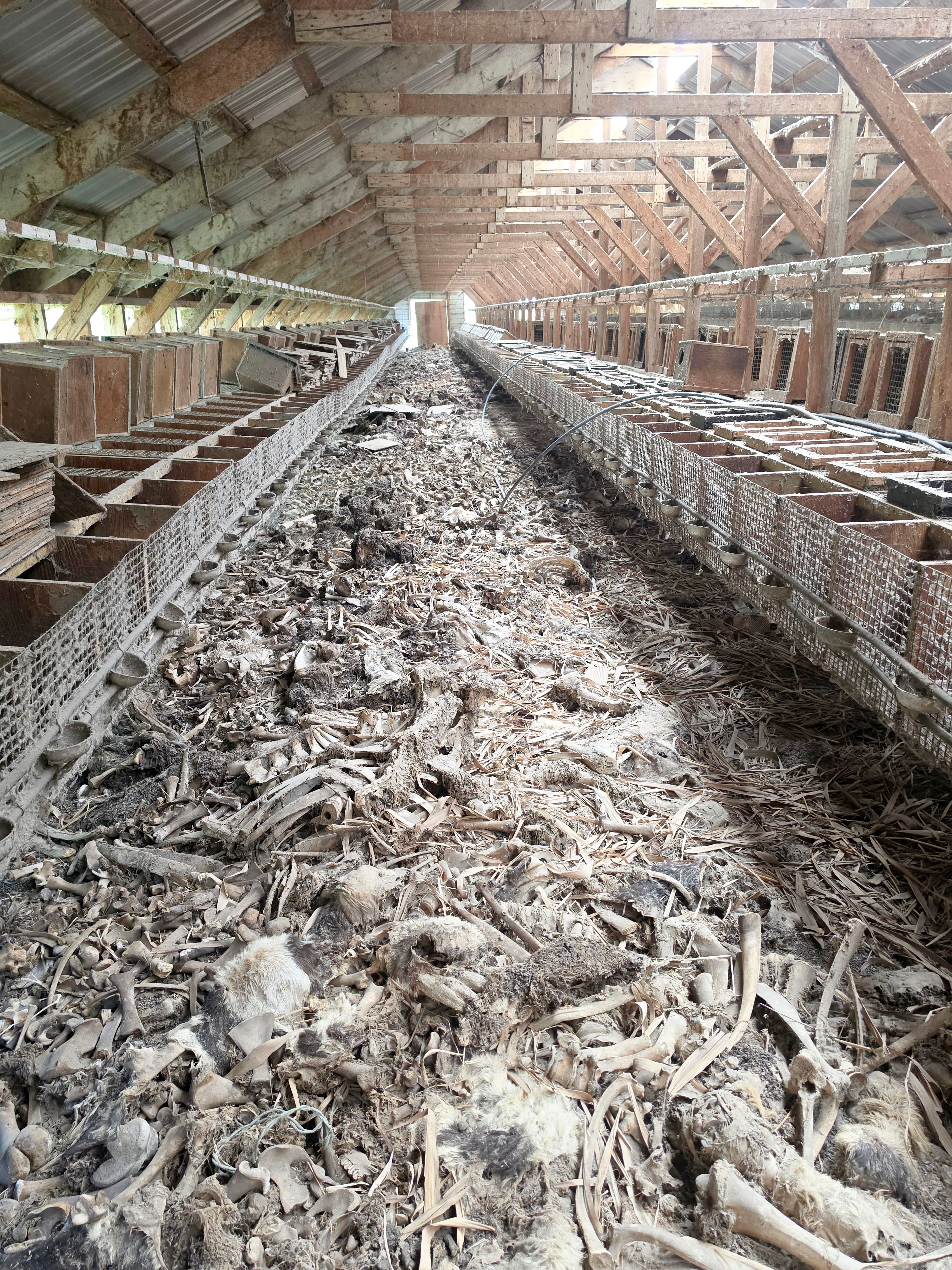 Des adeptes d'urbex ont fait une macabre découverte lors d'une sortie en Montérégie. Ils sont tombés sur les cadavres de plusieurs animaux de ferme. Leurs clichés partagés sur les réseaux sociaux font réagir.