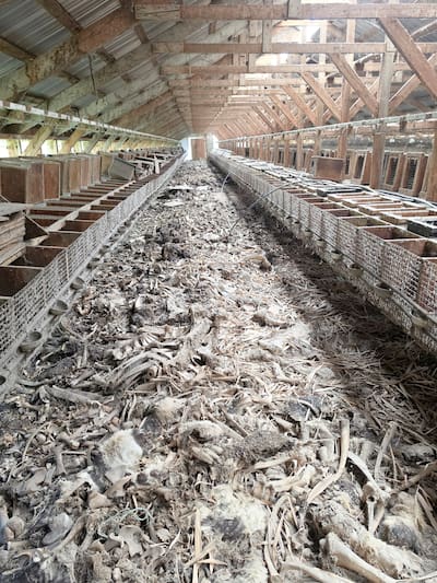 Des adeptes d'urbex ont fait une macabre découverte lors d'une sortie en Montérégie. Ils sont tombés sur les cadavres de plusieurs animaux de ferme. Leurs clichés partagés sur les réseaux sociaux font réagir.
