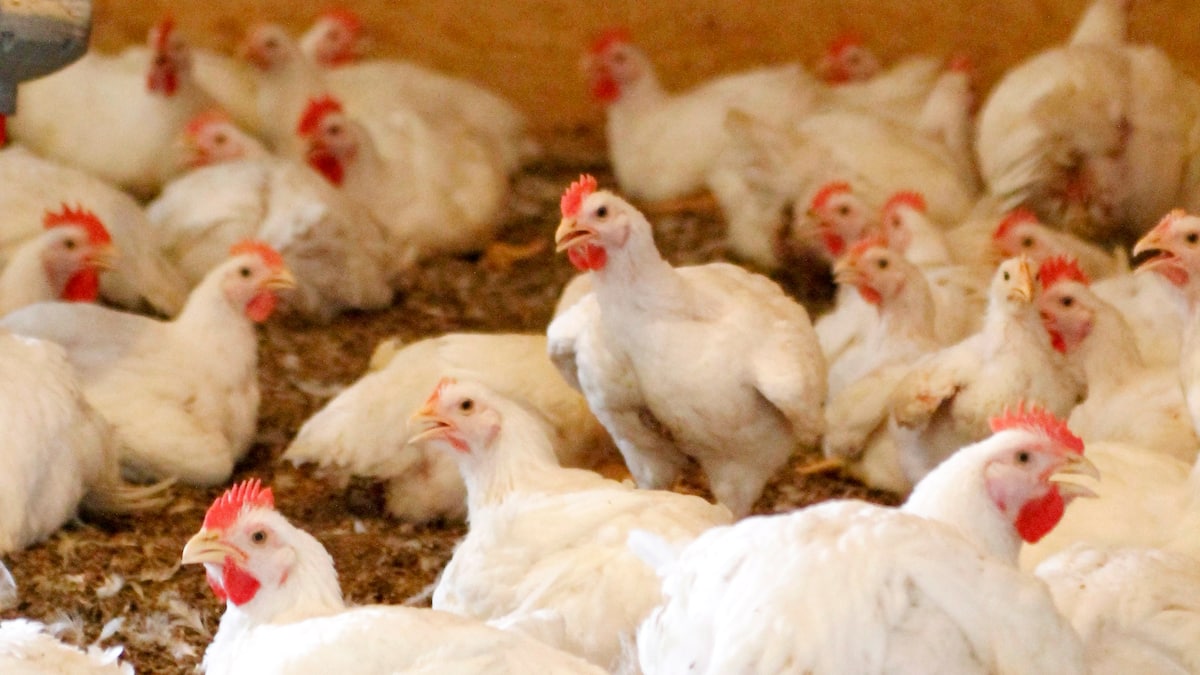 Huit cent mille poulets aux poubelles en 20 jours: l’UPA demande un plan B
