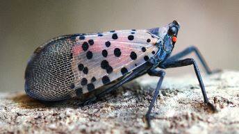 «Ça, c’est un problème»: davantage d’insectes nuisibles à craindre cet ...
