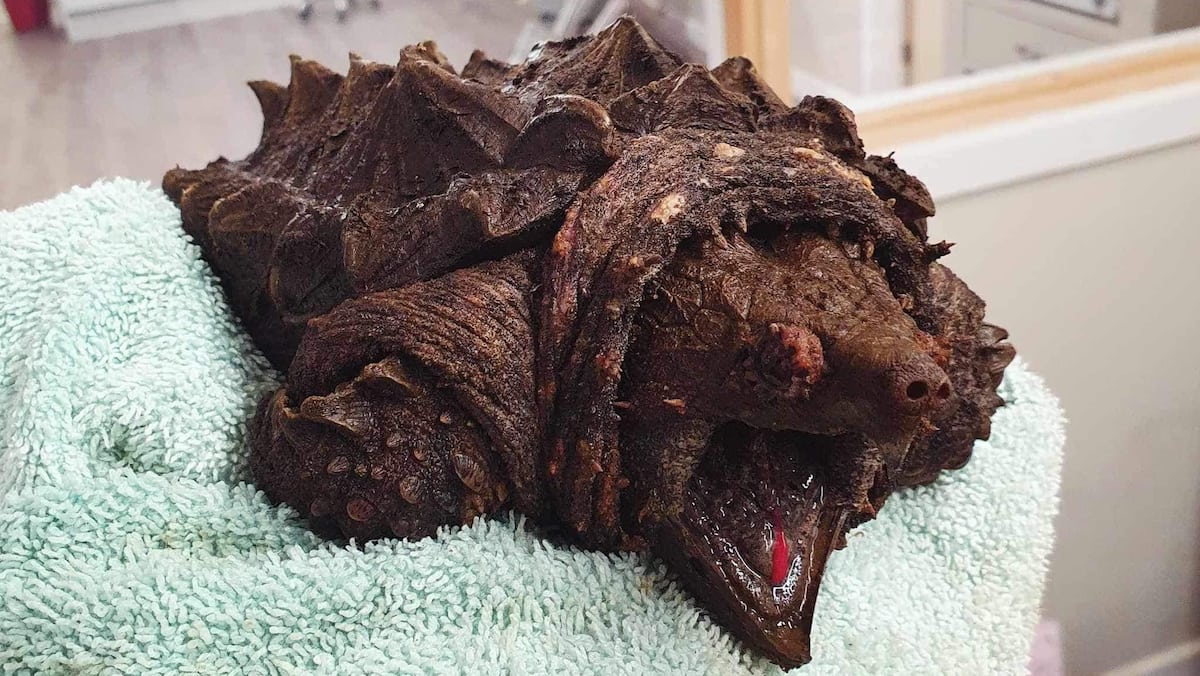Nella foto |  I veterinari hanno salvato una pericolosa tartaruga coccodrillo in Inghilterra Nella foto |  I veterinari hanno salvato una pericolosa tartaruga coccodrillo in Inghilterra