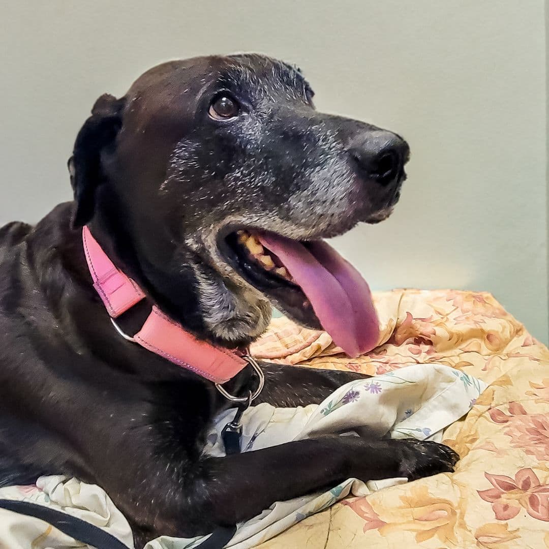 Le chien Hagrid se cherche une famille temporaire 