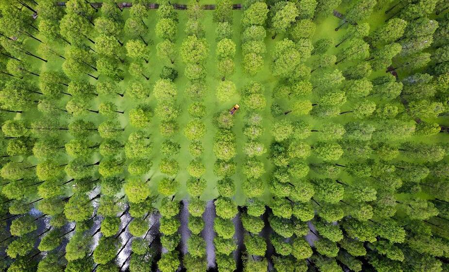 Image principale de l'article La Chine va intensifier sa plantation d'arbres