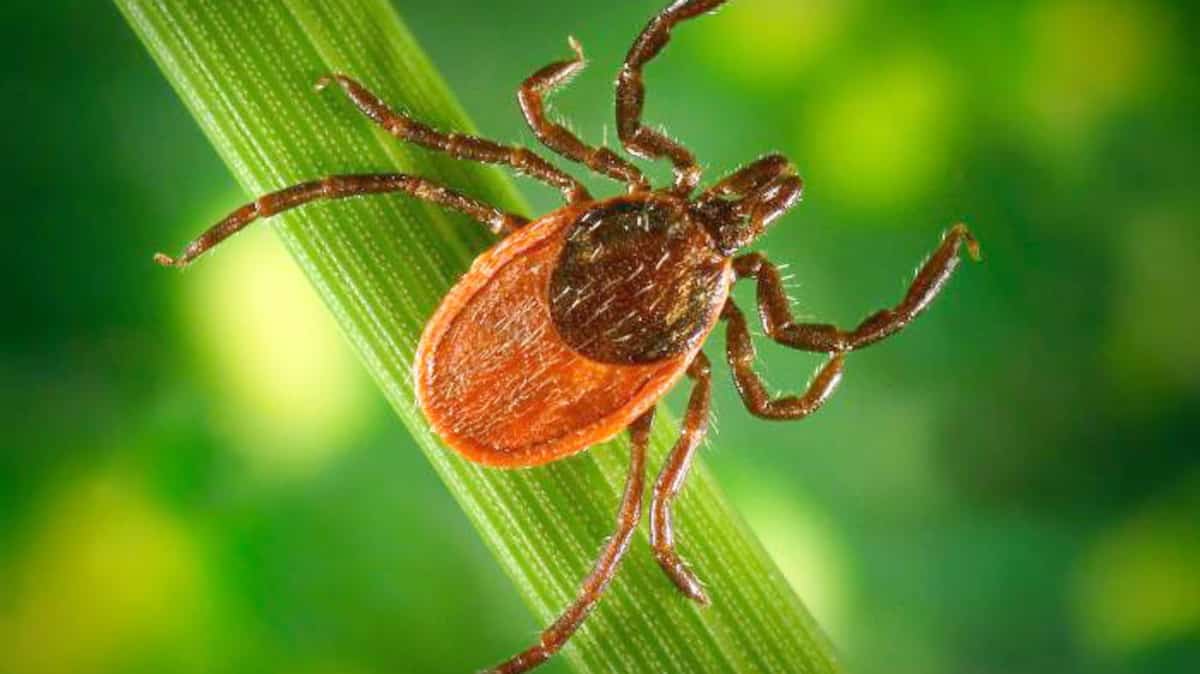 Voici les animaux exotiques envahissants qui menacent nos écosystèmes