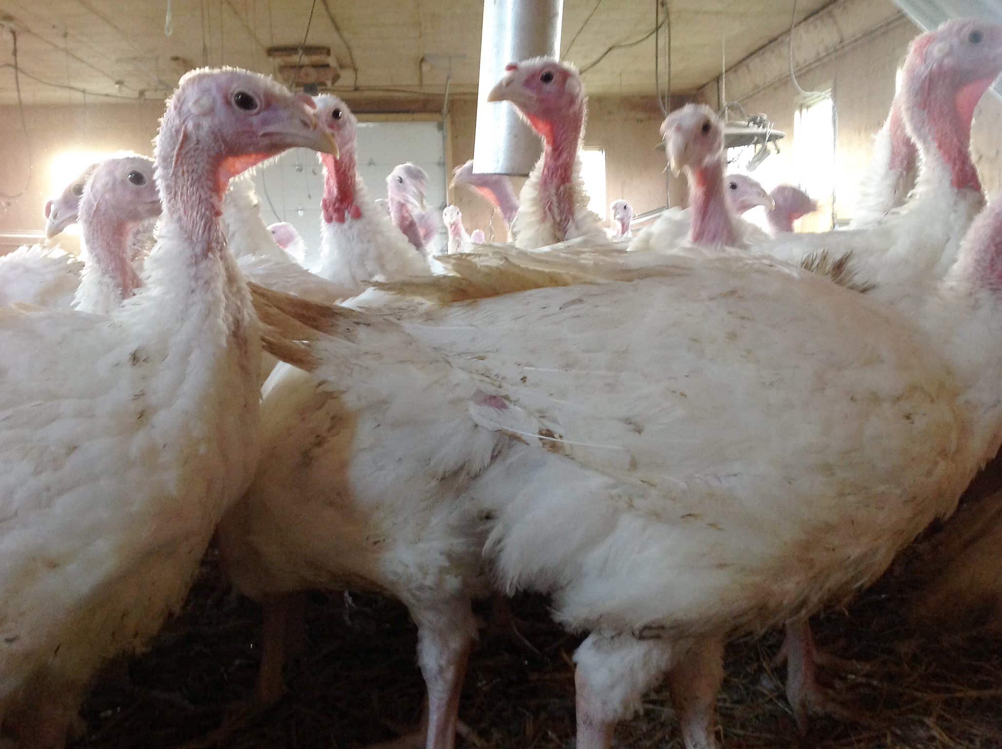 Ferme Aux champs d'Élisé