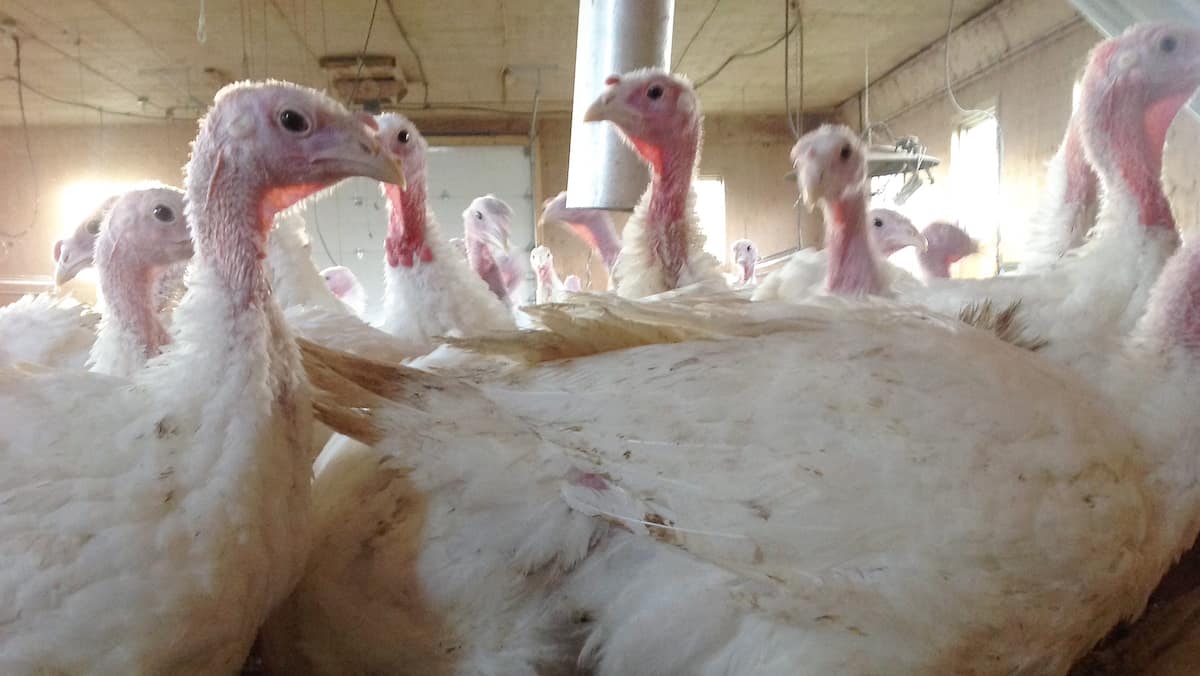 Grippe aviaire : Ottawa commande 500 000 doses du vaccin humain en vue de protéger les personnes à risque