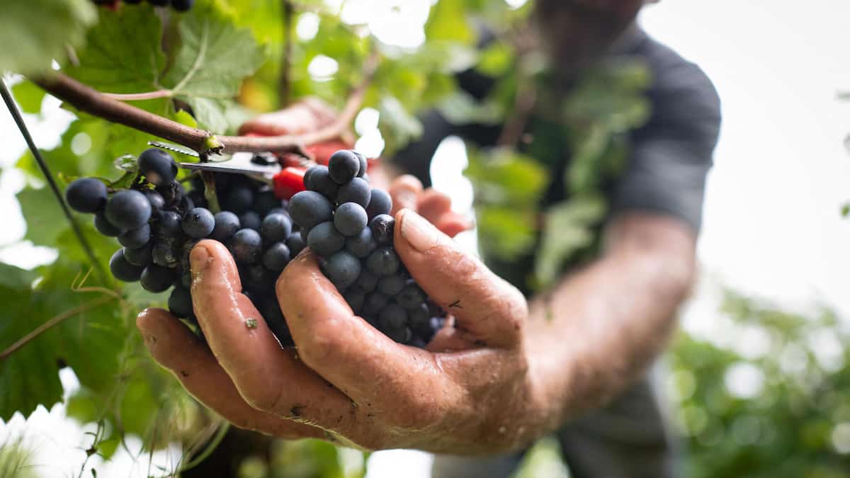 Le Pinot noir actuel était déjà cultivé en France au Moyen-Age