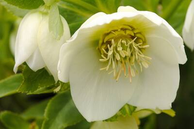 0601 CASA Flower and vegetable garden